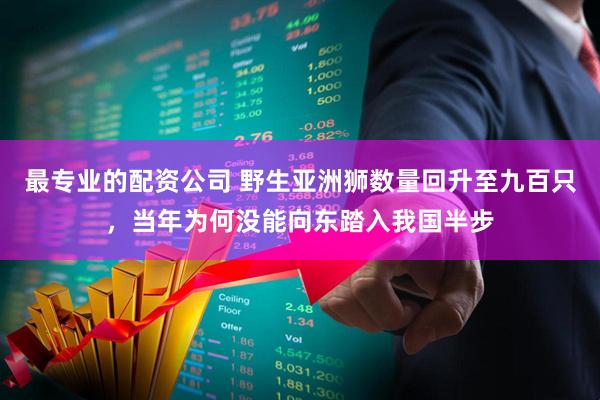 最专业的配资公司 野生亚洲狮数量回升至九百只，当年为何没能向东踏入我国半步