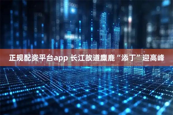 正规配资平台app 长江故道麋鹿“添丁”迎高峰
